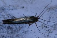 Coleophora