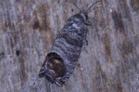 Cydia pomonella