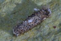 Dahlica triquetrella