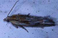 Eucosma gr. cana