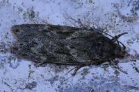 Gelechia muscosella