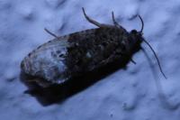 Hedya nubiferana