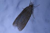 Helcystogramma rufescens