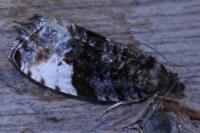 Hedya pruniana