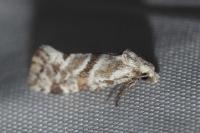 Aethes languidana