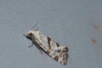Aethes languidana