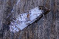 Neocochylis molliculana