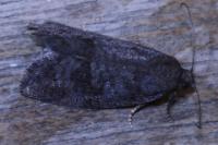 Neosphaleroptera nubilana