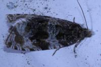 Orthotaenia undulana
