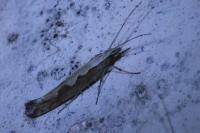 Plutella xylostella