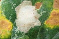 Tischeria ekebladella