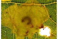 Tischeria ekebladella