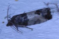 Spilonota ocellana
