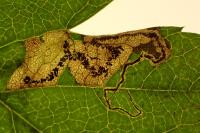 Ectoedemia atricollis