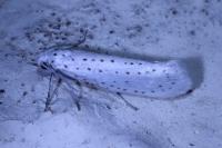 Yponomeuta evonymella