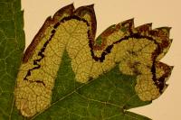 Stigmella regiella