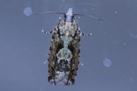Zeiraphera isertana