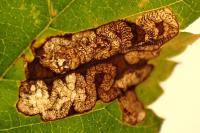 Stigmella viscerella