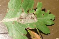 Phyllonorycter leucographella