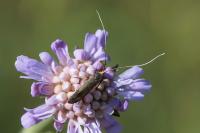 Nemophora metallica