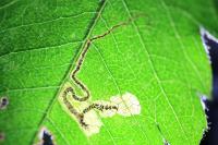 Stigmella mespilicola