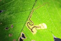 Stigmella mespilicola
