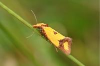 Agapeta zoegana