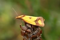 Agapeta zoegana