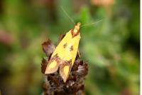 Agapeta zoegana