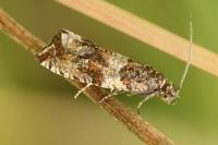 Celypha cespitana