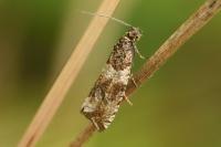 Celypha cespitana