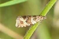 Celypha rivulana
