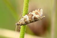 Celypha rivulana
