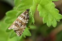 Celypha rivulana