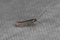 Ocnerostoma