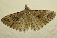 Alucita hexadactyla