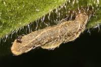 Coleophora