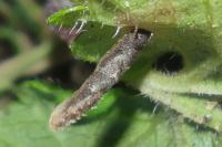 Coleophora albitarsella