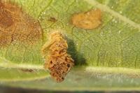 Coleophora fuscocuprella