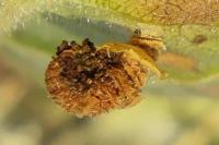 Coleophora fuscocuprella