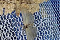 Rebelia plumella surientella