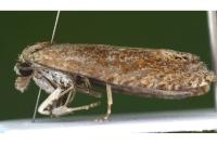 Eucosma gr. hohenwartiana