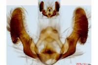 Eucosma gr. hohenwartiana