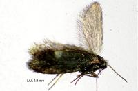 Lampronia morosa