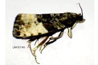 Hedya pruniana
