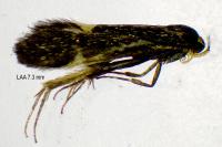 Esperia sulphurella