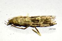 Alucita hexadactyla