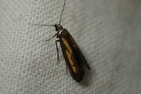 Ochromolopis ictella