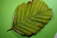 Parornix carpinella
