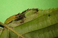 Parornix carpinella